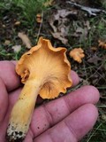 Cantharellus lateritius image