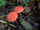 Boletus fraternus image