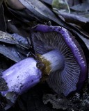 Cortinarius archeri image