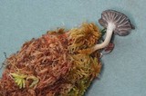 Hygrocybe lacmus image