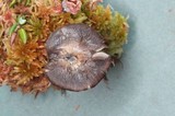 Hygrocybe lacmus image