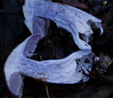 Cortinarius archeri image