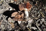 Cortinarius torvus image