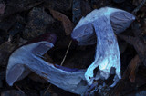 Cortinarius archeri image