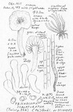Tricholoma scalpturatum image