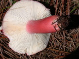 Russula sanguinaria image