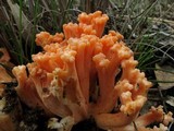 Ramaria capitata image