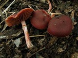 Tubaria rufofulva image