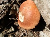 Leccinum versipelle image