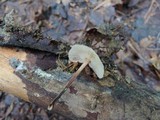Gymnopus inodorus image