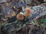Gymnopus inodorus image