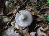 Entoloma violaceum image
