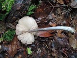 Entoloma violaceum image
