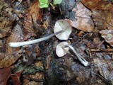 Entoloma violaceum image