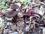 Inocybe tahquamenonensis image
