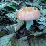 Russula veternosa var. veternosa image