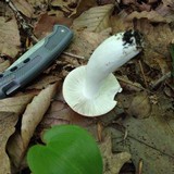 Russula veternosa image