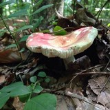 Russula veternosa var. veternosa image
