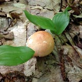 Russula veternosa var. veternosa image