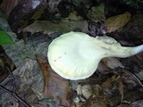 Meripilus sumstinei image