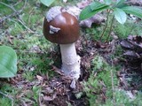 Amanita rhacopus image