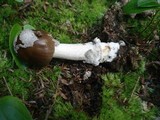 Amanita rhacopus image