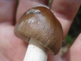 Amanita rhacopus image