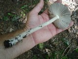 Amanita rhacopus image