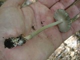 Amanita rhacopus image