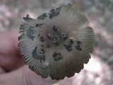 Amanita rhacopus image