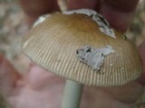 Amanita rhacopus image