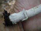 Amanita rhacopus image