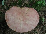 Boletus miniato-olivaceus image