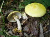 Amanita flavorubens image