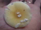Amanita praecox image