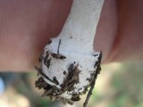 Amanita praecox image