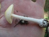 Amanita praecox image