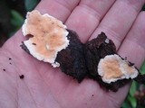 Steccherinum ochraceum image