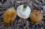 Russula foetentula image