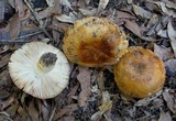 Russula foetentula image