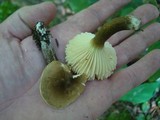 Lactarius gerardii var. gerardii image