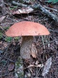 Leccinum aurantiacum image