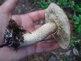 Leccinum aurantiacum image