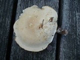 Leucopaxillus albissimus image