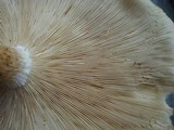 Leucopaxillus albissimus image