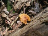 Pholiota granulosa image
