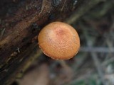 Pholiota granulosa image