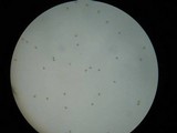 Pholiota granulosa image