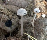 Panaeolus antillarum image