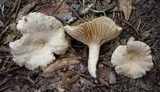 Lactarius subplinthogalus image